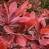 Berberis thunbergii - Rose Glow - Barberry