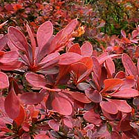 Berberis thunbergii - 'Rose Glow' (Barberry)
