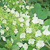 Hydrangea quercifolia