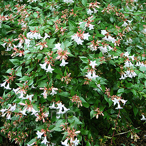 Abelia X grandiflora (Abelia)