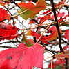 Acer  rubrum - click for full details
