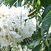 Aesculus californica