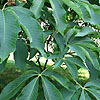 Aesculus  flava