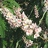 Aesculus indica - Sydney Pearce