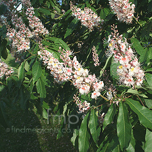 Aesculus indica - 'Sydney Pearce'