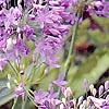 Agapanthus - Headbourne Hybrid - African Lily