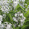 Amsonia orientalis