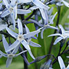 Amsonia tabernaemontana - Salicifolia