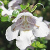Asphodelus asiaticus