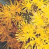 Azara lanceolata