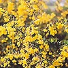 Berberis X stenophylla - Berberis