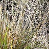 Chionochloa conspicua