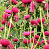 Cirsium rivulare - Atropurpureum