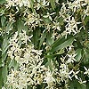 Clematis armandii