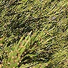 Colletia armata