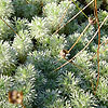 Cotula hispida