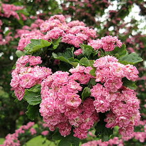 Crataegus laevigata - 'Rosea  Flore Pleno'