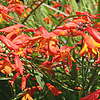 Crocosmia x crocosmiiflora