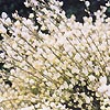 Cytisus X preacox - Waminster - Broom