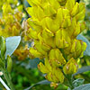 Cytisus battandieri - Broom