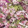 Daphne X Burkwoodii (Wood Spurge)