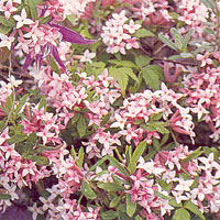 Daphne X burkwoodii (Wood Spurge)