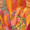 Diospyros virginiana - Persimmon