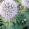 Echinops ritro - Taplow Blue - Globe Thistle