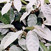 Elaeagnus macrophylla