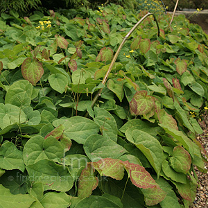 Epimedium Frohnleiten