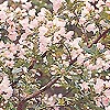 Escallonia (Escallonia)
