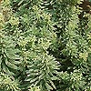 Euphorbia characias - click for full details