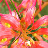 Grevillea johnsonii