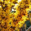 Hamamelis x intermedia - Doerak
