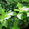 Ilex crenata