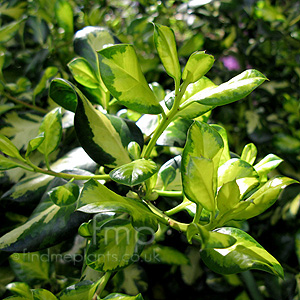 Ilex X altaclerensis - 'Lady Valerie'