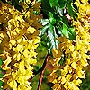 Laburnum alpinum