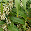 Leucothoe fontanesiana