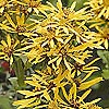 Ligularia - click for full details