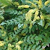 Mahonia X Intermedia