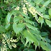 Mahonia x intermedia - click for full details