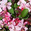 Malus - Pink Princess - Flowering Crab