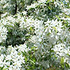 Malus transitaria