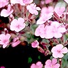 Origanum laevigatum - click for full details