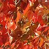 Parthenocissus tricuspidata - Veitchii - Virginia Creeper