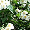 Philadelphus delavayi - Calvescens