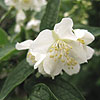 Philadelphus subcanus