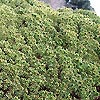 Picea mariana - Black Spruce