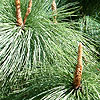 Pinus rudis