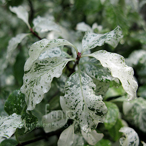 Pittosporum tenuifolium - 'Irene Paterson'